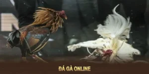 Cách Chơi Đá Gà WS168 Tại 789WIN Hấp Dẫn Nhất